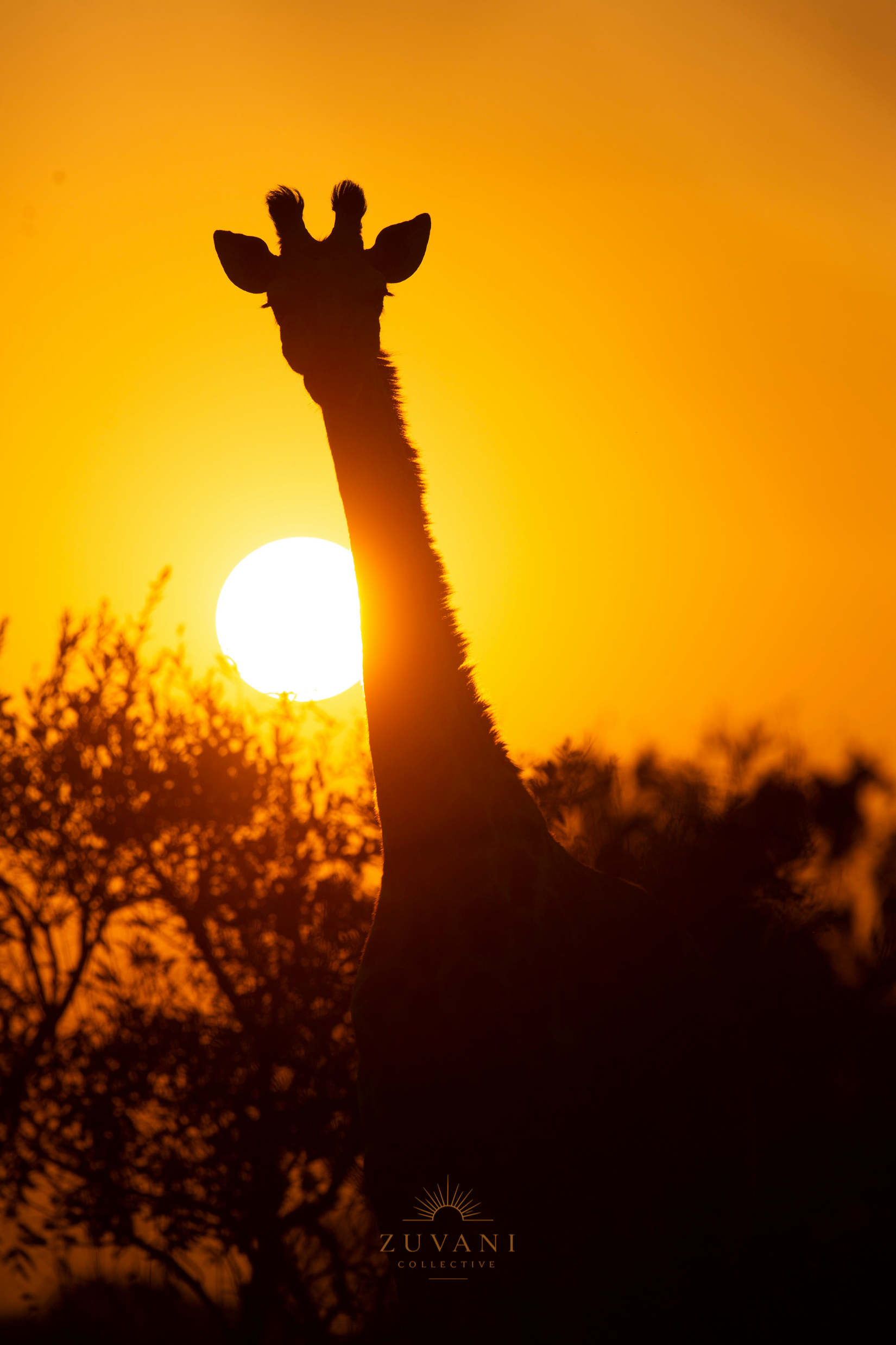 Giraffe silhouetted against a golden sunset, with the Zuvani Collective logo below