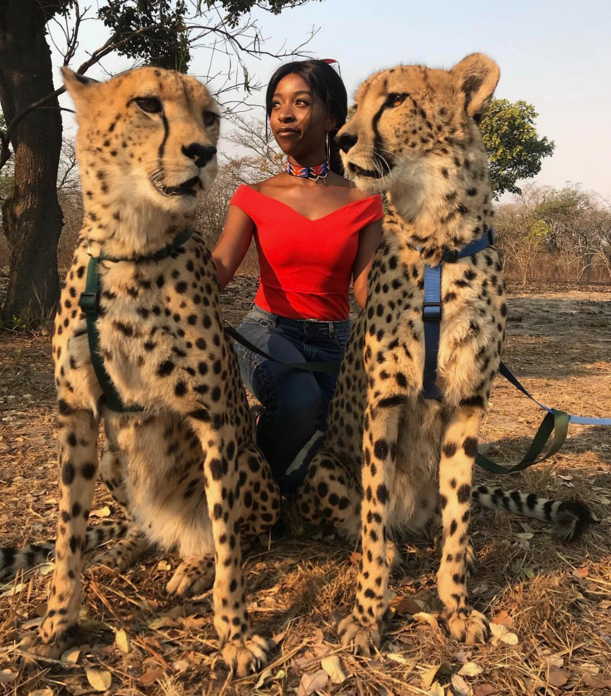 Natascha Muzira, founder of Zuvani Collective, with two cheetahs at Chaminuka Nature Reserve, Zambia