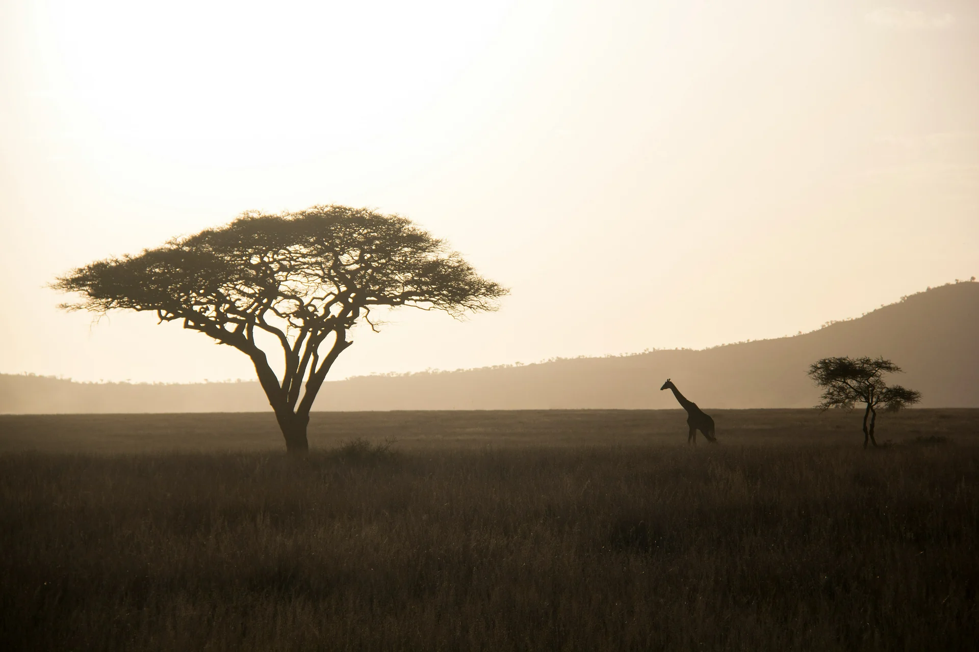 A broad acacia tree and a giraffe in golden savannah light, with distant hills beyond the grassland