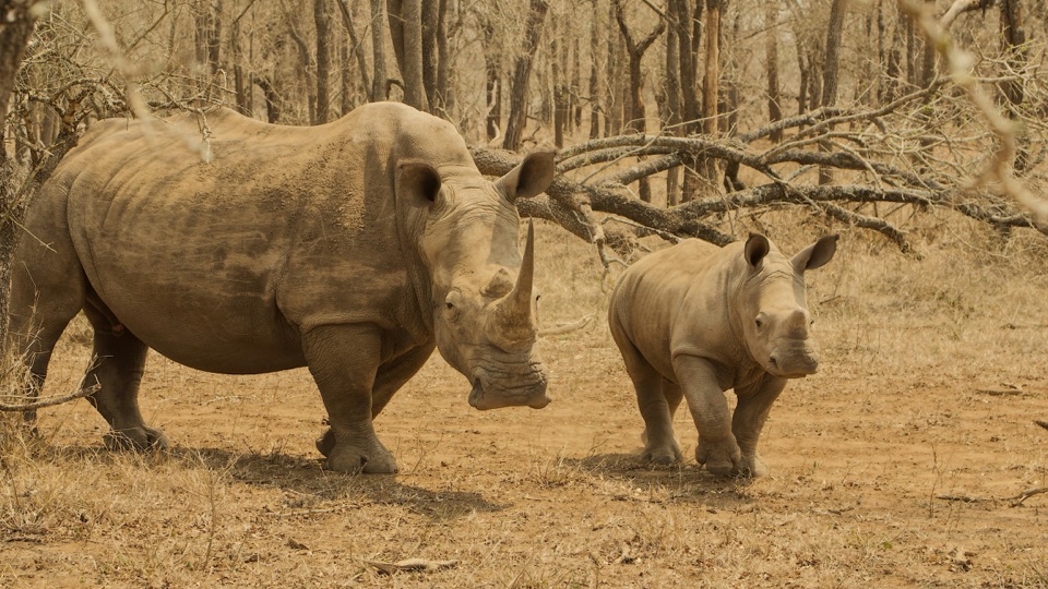 An adult rhino walking beside its calf