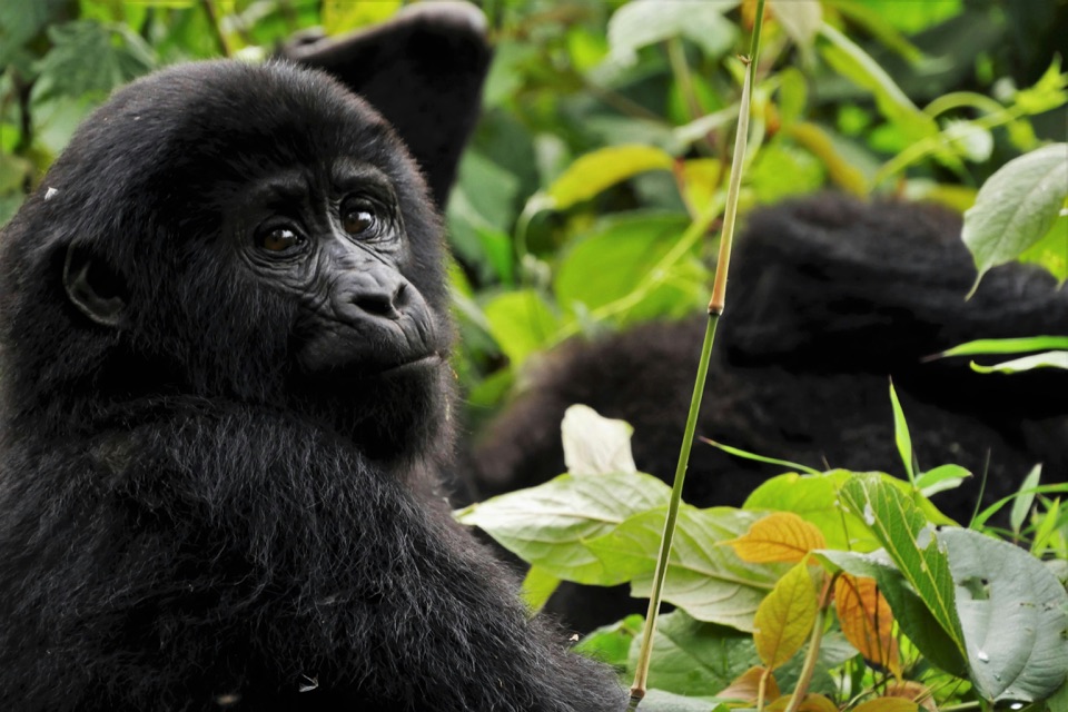 A gorilla resting among forest vegetation