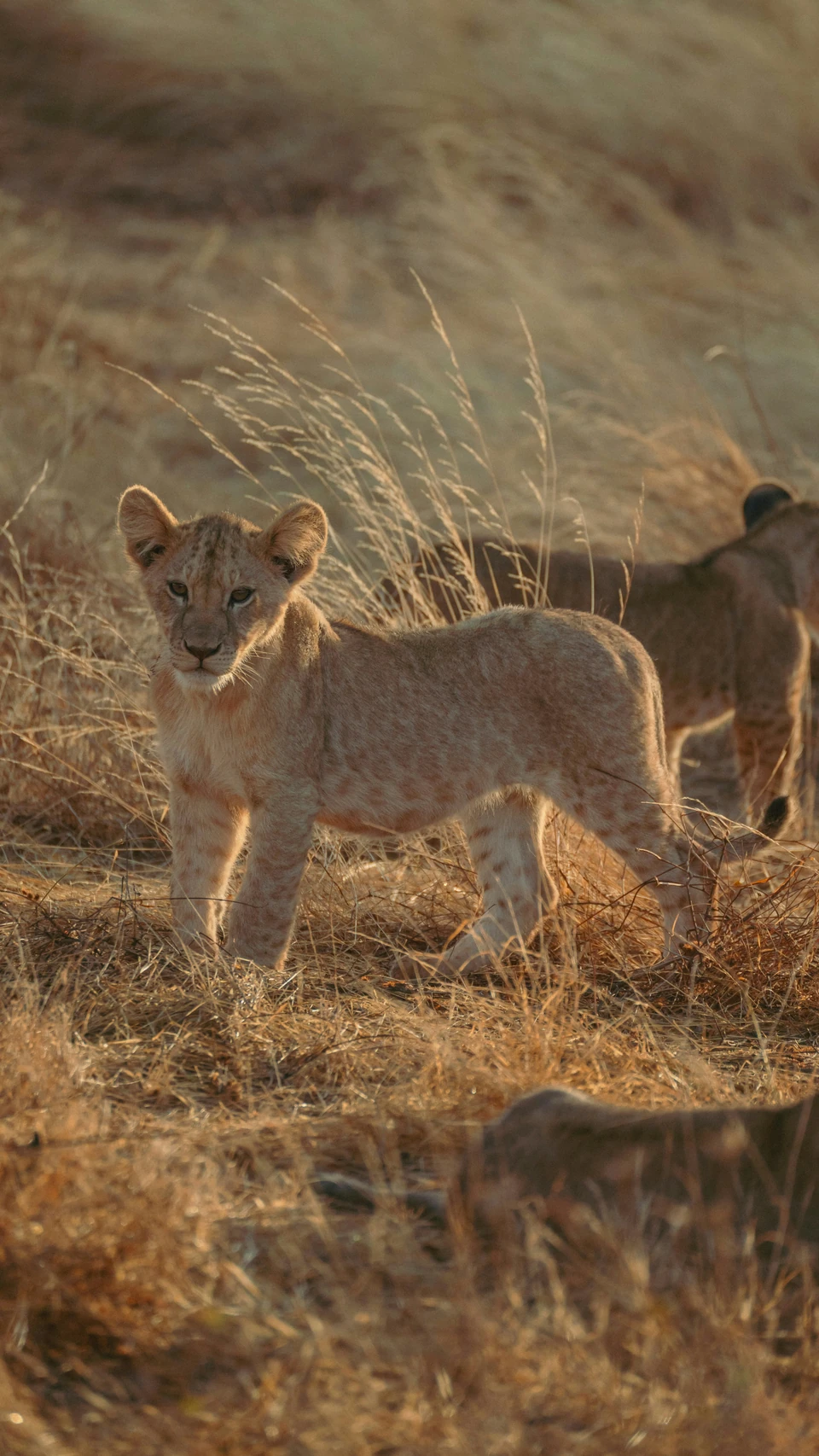 Lion cub standing in golden grass, with other cubs nearby