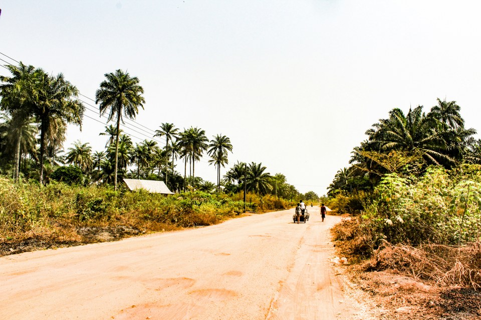 People on a rural road lined with palm trees