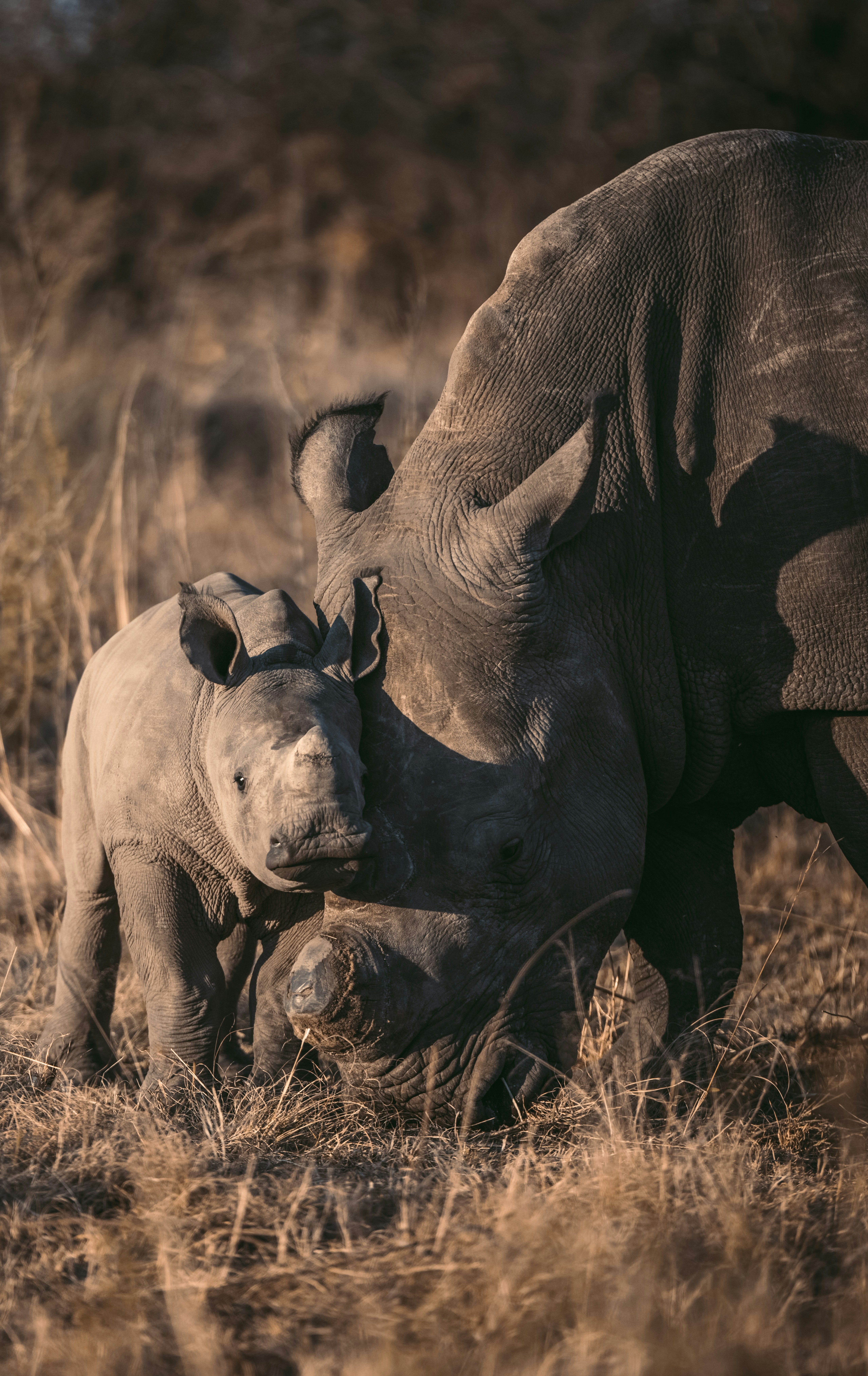 An adult rhino standing beside its calf