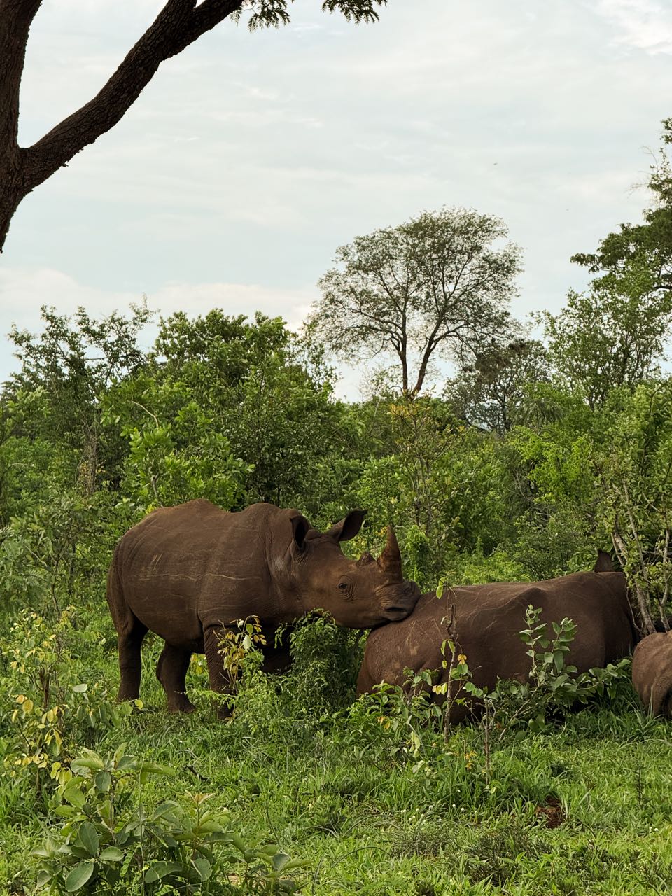 White rhinos in dense green bush in Mosi-oa-Tunya National Park